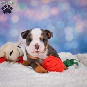 Bruno, Miniature Bulldog Puppy